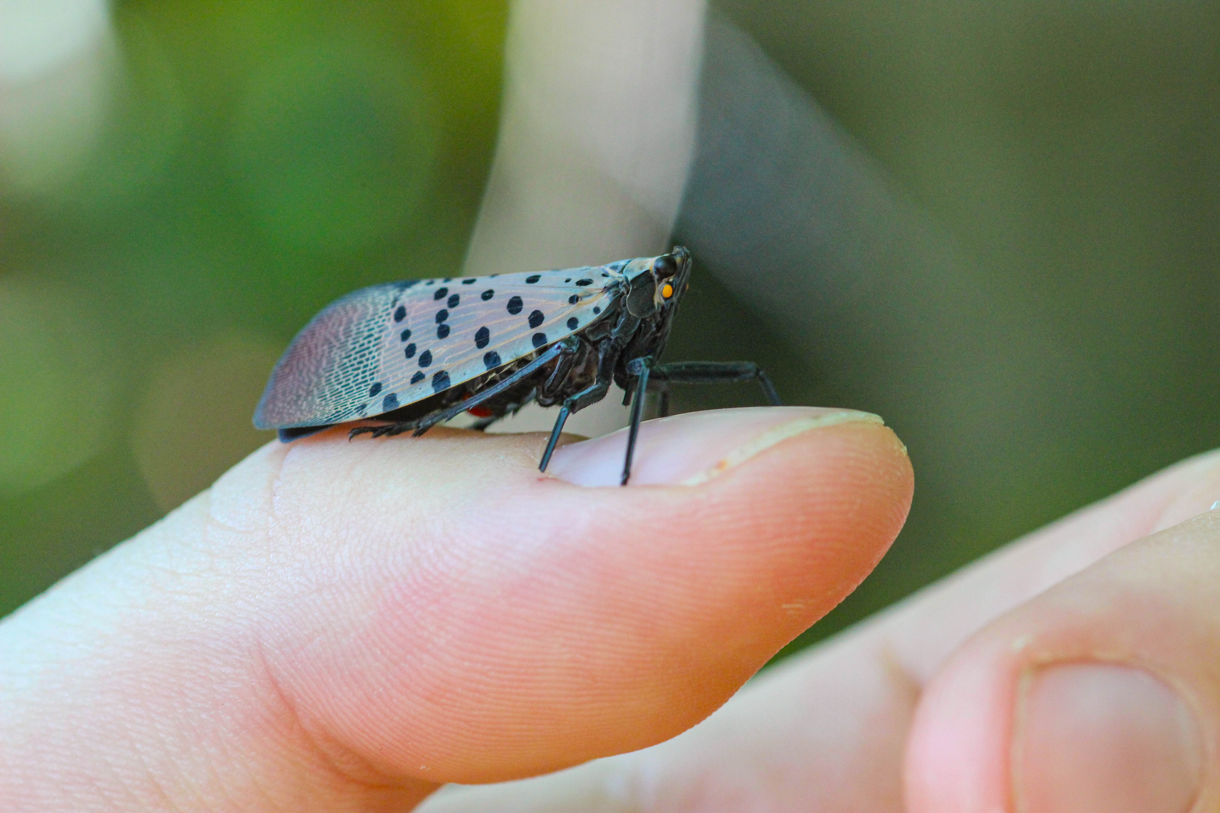 An adult SLF sits on a human thumb.